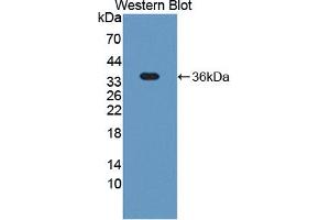 Figure. (TSKU Antikörper  (AA 30-307))
