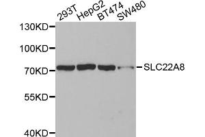 Western blot analysis of extracts of various cell lines, using SLC22A8 antibody (ABIN5971597) at 1:400 dilution.