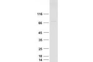 Validation with Western Blot (POF1B Protein (Myc-DYKDDDDK Tag))