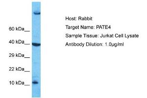 PATE4 Antikörper  (Middle Region)