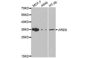 Western blot analysis of extracts of various cell lines, using AREG antibody. (Amphiregulin Antikörper  (AA 20-252))