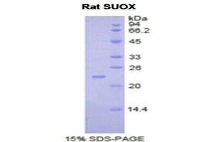 SDS-PAGE (SDS) image for Sulfite Oxidase (SUOX) (AA 89-270) protein (His tag) (ABIN2122151)