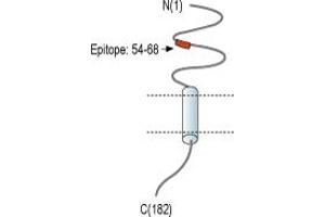 Representative domain view of the target of ABIN7043596.