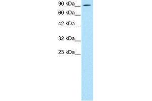 WB Suggested Anti-AEBP1 Antibody Titration: 0.