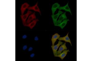 p23 Mouse Monoclonal Antibody staining Hela cells by IF/ICC. (CDK5R1 Antikörper)