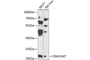 Western blot analysis of extracts of various cell lines, using CE antibody (ABIN6130098, ABIN6138378, ABIN6138379 and ABIN6224138) at 1:1000 dilution. (CEACAM7 Antikörper  (AA 36-242))