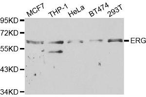 Western blot analysis of extracts of various cell lines, using ERG antibody. (ERG Antikörper)