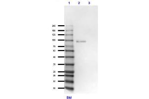 Western Blot of Goat Anti-GRK2 Antibody Western Blot of Goat Anti-GRK2 Antibody. (GRK2 Antikörper  (C-Term))