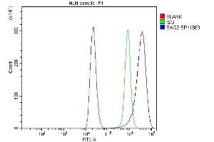 Flow Cytometry analysis of THP-1 cells using anti-BAG2 antibody (ABIN3043508).