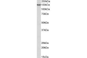 ABIN2613400 (1µg/ml) staining of Human Kidney lysate (35µg protein in RIPA buffer). (CD13 Antikörper  (AA 79-91))