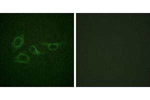 Peptide - +Immunofluorescence analysis of HepG2 cells, using Calmodulin (Ab-79/81) antibody. (Calmodulin 1 Antikörper  (Ser81, Thr79))