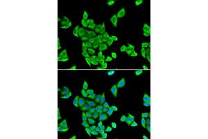 Immunofluorescence (IF) image for anti-Cytokine Induced Apoptosis Inhibitor 1 (CIAPIN1) antibody (ABIN1980352) (CIAPIN1 Antikörper)