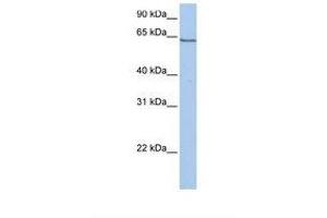 Image no. 1 for anti-Protocadherin alpha 4 (PCDHA4) (AA 601-650) antibody (ABIN6738293) (PCDHA4 Antikörper  (AA 601-650))