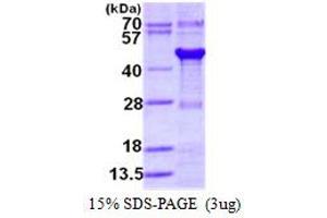 Image no. 1 for GPN-Loop GTPase 1 (GPN1) protein (His tag) (ABIN1098319)