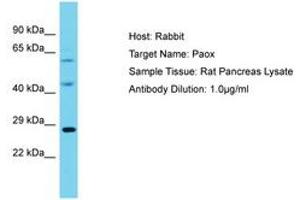 Image no. 1 for anti-Polyamine Oxidase (Exo-N4-Amino) (PAOX) (AA 101-150) antibody (ABIN6750341) (PAOX Antikörper  (AA 101-150))
