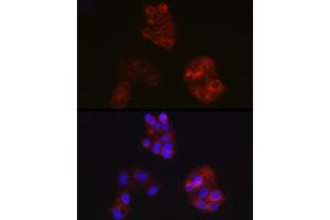 Immunofluorescence analysis of HepG2 cells using  Rabbit pAb (ABIN3021494, ABIN3021495, ABIN3021496 and ABIN6215152) at dilution of 1:100 (40x lens). (APOA1 Antikörper  (AA 20-267))