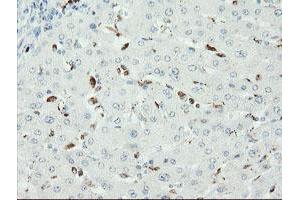 Image no. 4 for anti-SUMO1/sentrin/SMT3 Specific Peptidase 2 (SENP2) (AA 139-523) antibody (ABIN1490924) (SENP2 Antikörper  (AA 139-523))
