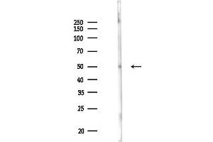 Western blot analysis of lysates from Rat lung, using CTH Antibody at 1/1000 dilution.