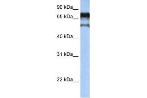 Western Blotting (WB) image for anti-Zinc Finger Protein 780B (ZNF780B) antibody (ABIN2459395) (ZNF780B Antikörper)