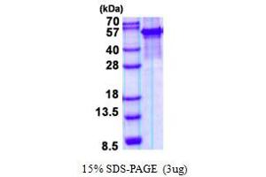 Image no. 1 for Arylsulfatase G (ARSG) protein (His tag) (ABIN1098732) (ARSG Protein (His tag))