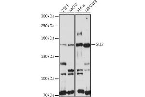 Western blot analysis of extracts of various cell lines, using GLI2 antibody (ABIN7267384) at 1:1000 dilution. (GLI2 Antikörper)