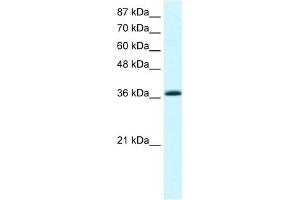 WB Suggested Anti-KLF1 Antibody Titration:  2.