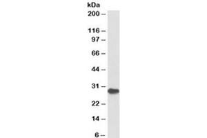 Western blot testing of bone marrow lysate with PDCD1 antibody at 1ug/ml. (PD-1 Antikörper)