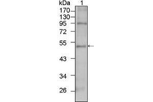 Western blot analysis using TBX5 mouse mAb against HepG2 cell lysate (1).