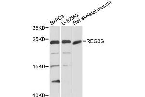 Western blot analysis of extracts of various cell lines, using REG3G antibody (ABIN1874579) at 1:1000 dilution. (REG3g Antikörper)