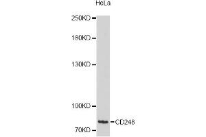 Western blot analysis of extracts of HeLa cells, using CD248 antibody (ABIN6292678) at 1:3000 dilution. (CD248 Antikörper)
