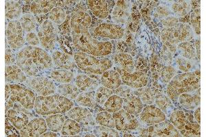 ABIN6272984 at 1/100 staining Mouse kidney tissue by IHC-P. (UGT2B7 Antikörper)