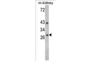 Image no. 1 for anti-Endonuclease G (ENDOG) (C-Term) antibody (ABIN452960) (Endonuclease G Antikörper  (C-Term))
