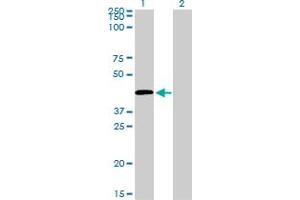 Western Blot analysis of C5R1 expression in transfected 293T cell line by C5R1 monoclonal antibody (M02), clone 4E2. (C5AR1 Antikörper  (AA 1-350))