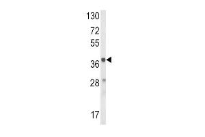 Western blot analysis of HAO1 Antibody (Center) (ABIN652546 and ABIN2842367) in mouse liver tissue lysates (35 μg/lane). (HAO1 Antikörper  (AA 157-185))