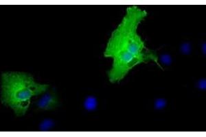 Anti-MPP3 mouse monoclonal antibody (ABIN2453326) immunofluorescent staining of COS7 cells transiently transfected by pCMV6-ENTRY MPP3 (RC208903). (MPP3 Antikörper)