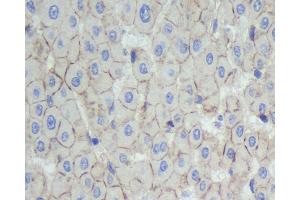 Immunohistochemistry analysis of paraffin-embedded human liver using N-cadherin Polyclonal Antibody at dilution of 1:500.