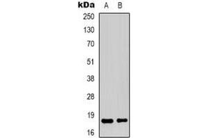 Western blot analysis of TCEAL1 expression in HepG2 (A), Hela (B) whole cell lysates.