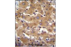 PHF12 Antibody (C-term) (ABIN655082 and ABIN2844716) immunohistochemistry analysis in formalin fixed and paraffin embedded human liver tissue followed by peroxidase conjugation of the secondary antibody and DAB staining. (PHF12 Antikörper  (C-Term))