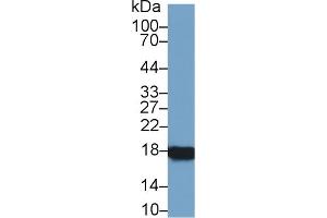 Western Blot; Sample: Rat Ovary lysate; Primary Ab: 1µg/ml Rabbit Anti-Rat CYPA Antibody Second Ab: 0. (PPIA Antikörper  (AA 2-164))