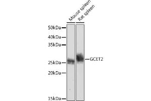 Western blot analysis of extracts of various cell lines, using GCET2 Rabbit mAb (ABIN7267378) at 1:1000 dilution. (GCET2 Antikörper)