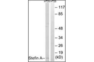 Western blot analysis of extracts from HT29 cells, using Stefin A Antibody . (CSTA Antikörper  (Internal Region))