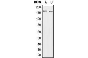 Western Blotting (WB) image for anti-HECT, C2 and WW Domain Containing E3 Ubiquitin Protein Ligase 2 (HECW2) (Center) antibody (ABIN7299666)