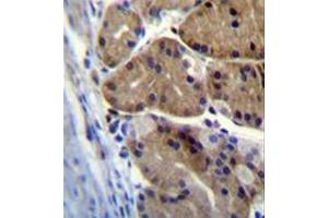 Formalin fixed and paraffin embedded human stomach tissue stained with DCDC5 Antibody (C-term) followed by peroxidase conjugation of the secondary antibody and DAB staining. (DCDC5 Antikörper  (C-Term))
