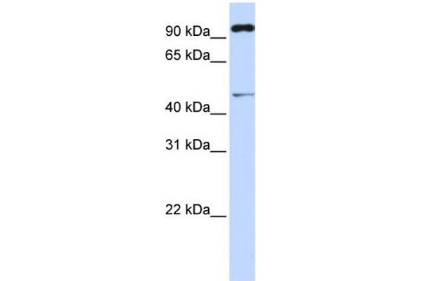 TRIM15 antibody  (Middle Region)