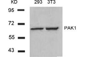 Image no. 3 for anti-P21-Activated Kinase 1 (PAK1) (Thr212) antibody (ABIN197365) (PAK1 Antikörper  (Thr212))