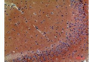 Immunohistochemistry (IHC) analysis of paraffin-embedded Mouse Brain, antibody was diluted at 1:200. (Neuregulin 3 Antikörper  (Internal Region))