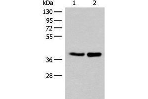 Western blot analysis of HUVEC and PC3 cell lysates using FAM84B Polyclonal Antibody at dilution of 1:400 (FAM84B Antikörper)