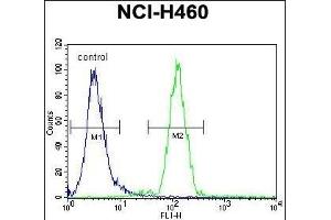 Flow Cytometry (FACS) image for anti-Fucosyltransferase 4 (Alpha (1,3) Fucosyltransferase, Myeloid-Specific) (FUT4) (AA 495-524), (C-Term) antibody (ABIN656005)