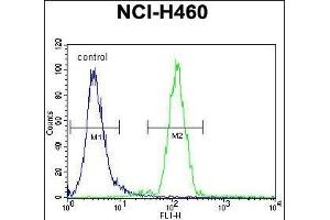 FUT4 Antibody (C-term) (ABIN656005 and ABIN2845382) flow cytometric analysis of NCI- cells (right histogram) compared to a negative control cell (left histogram). (CD15 Antikörper  (C-Term))