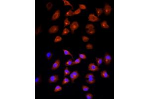 Immunofluorescence (IF) image for anti-Diazepam Binding Inhibitor (DBI) (AA 1-114) antibody (ABIN6139420)